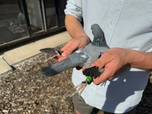 National winner Bourges IV Young birds Viktor Daenen